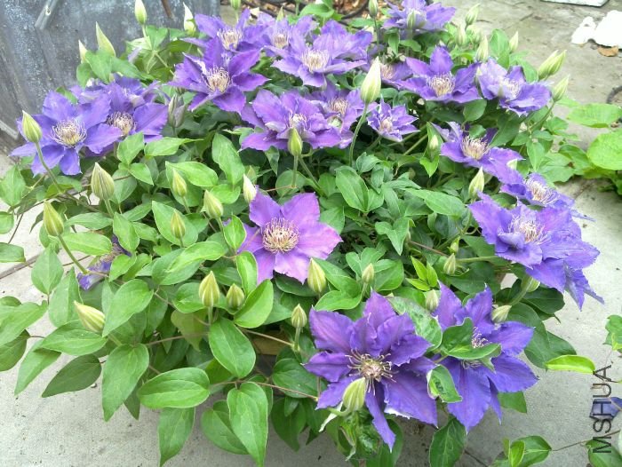 bijou%20large%201.jpg
