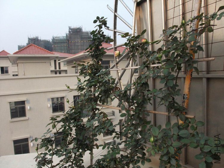 DSCF4116.JPG