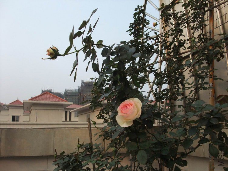DSCF4119.JPG