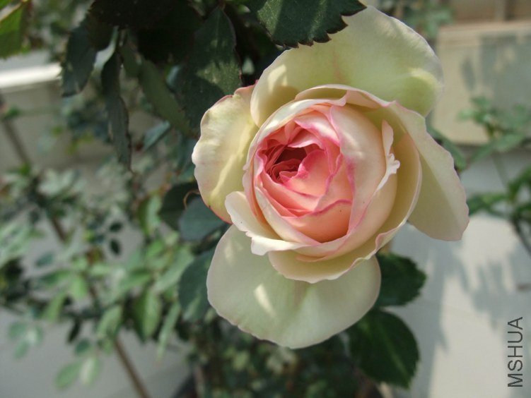 DSCF4096.JPG