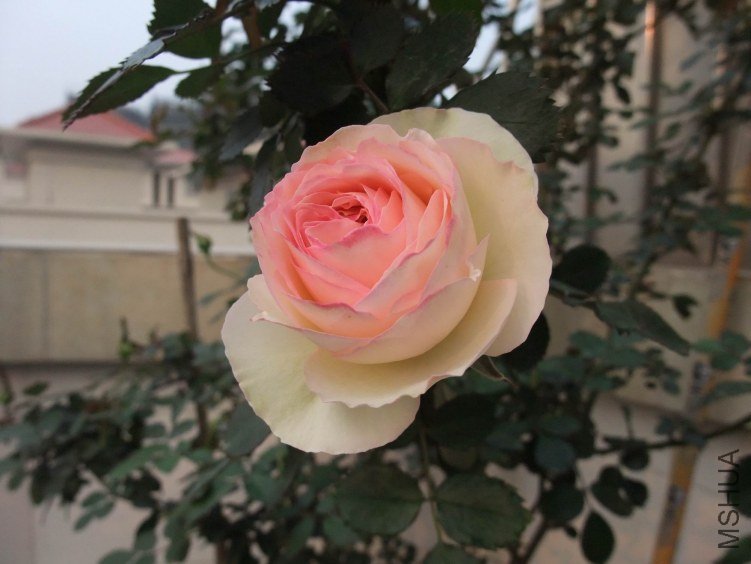 DSCF4111.JPG
