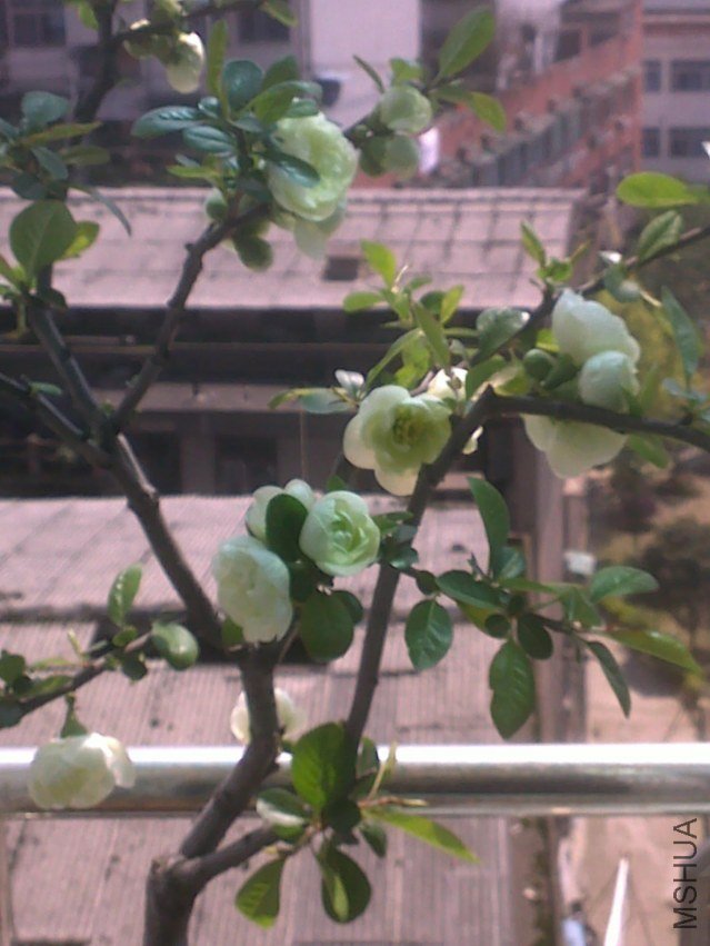 20120328397.jpg