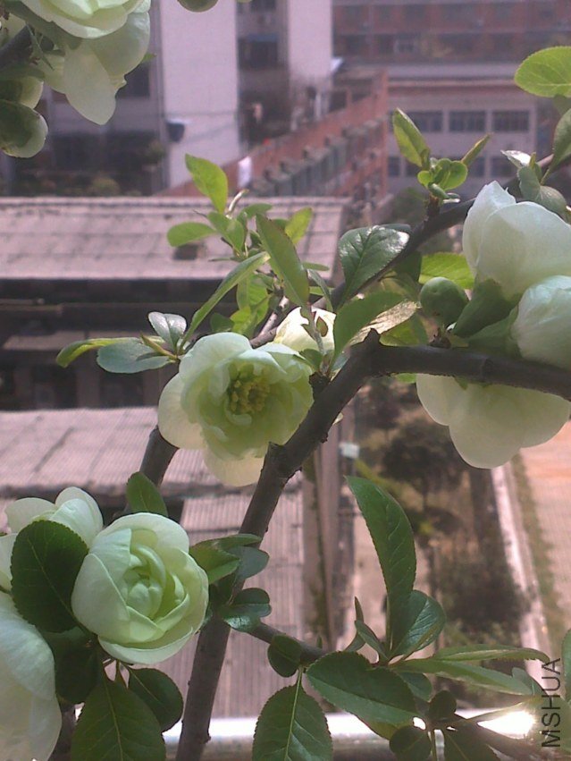 20120328398.jpg
