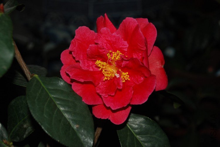 DSC_0478.JPG