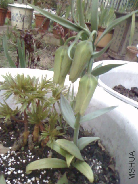 IMG0326181000.jpg