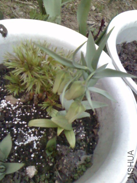 IMG0326181001.jpg