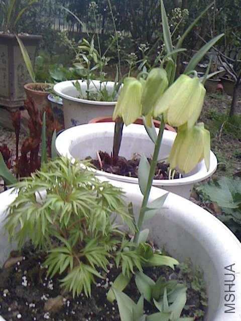 IMG0329062402.jpg