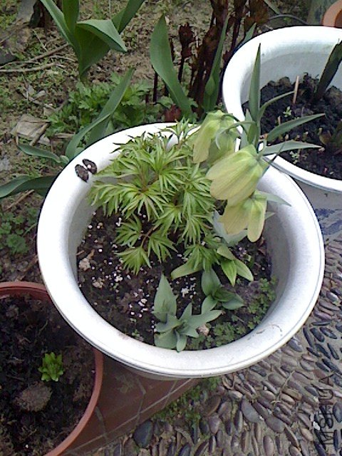 IMG0329062403.jpg