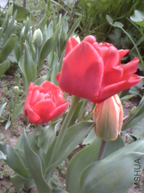 IMG0329062400.jpg