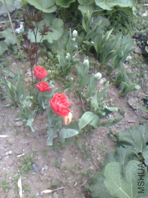 IMG0329062401.jpg