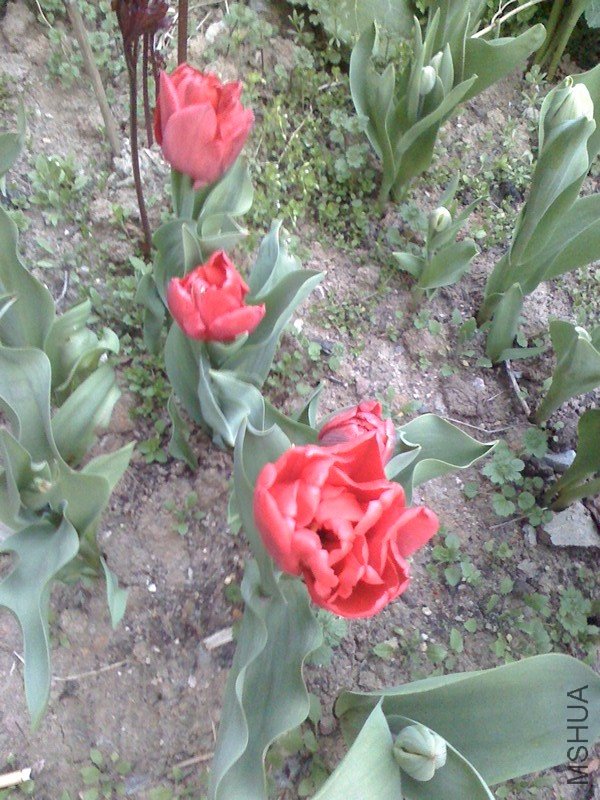 IMG0326180700.jpg