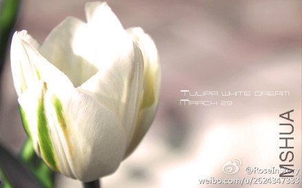 9c6c5cc5tw1drgq995r6lj.jpg