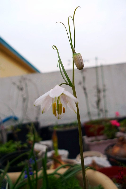 p1040801_����.jpg