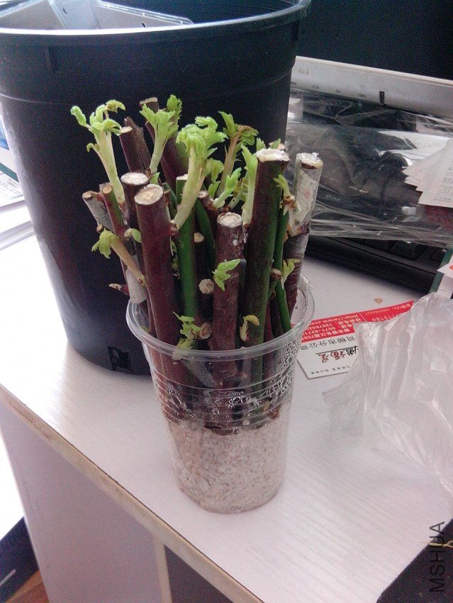 IMG_20120326_134543.jpg