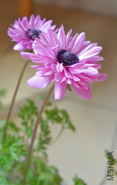 ying-hong3�� 032.jpg