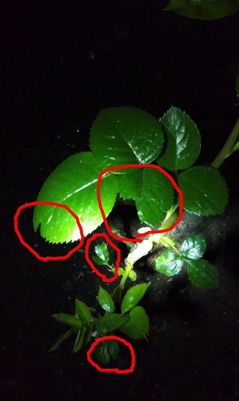 IMAG0724_����.jpg