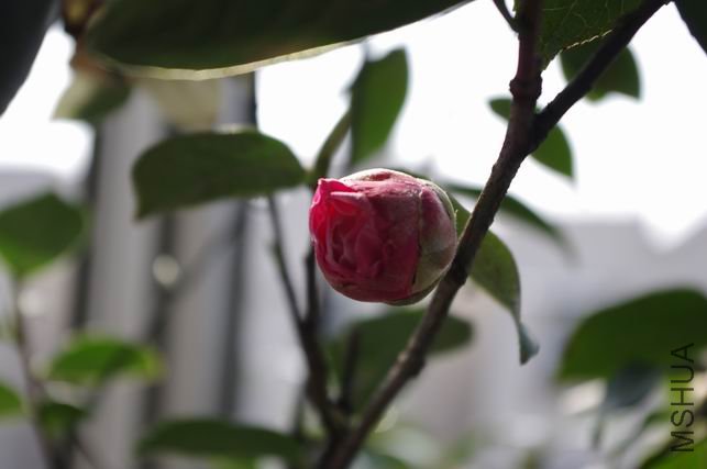 ������С IMGP0193_2.JPG