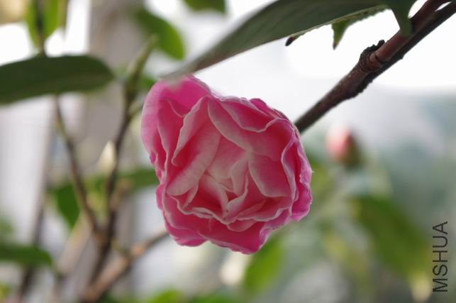 ������С IMGP0269.JPG