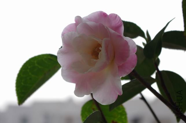 ������С IMGP0261.JPG