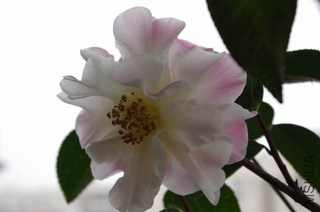 ������С IMGP0305.JPG