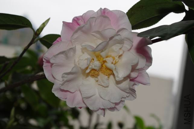 ������С IMGP0308.JPG