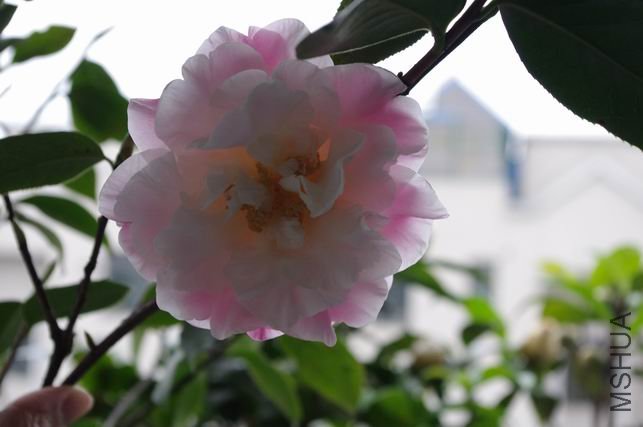 ������С IMGP0312.JPG