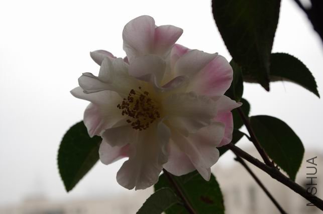 ������С IMGP0315.JPG