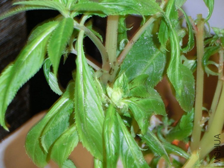 CIMG0379.JPG