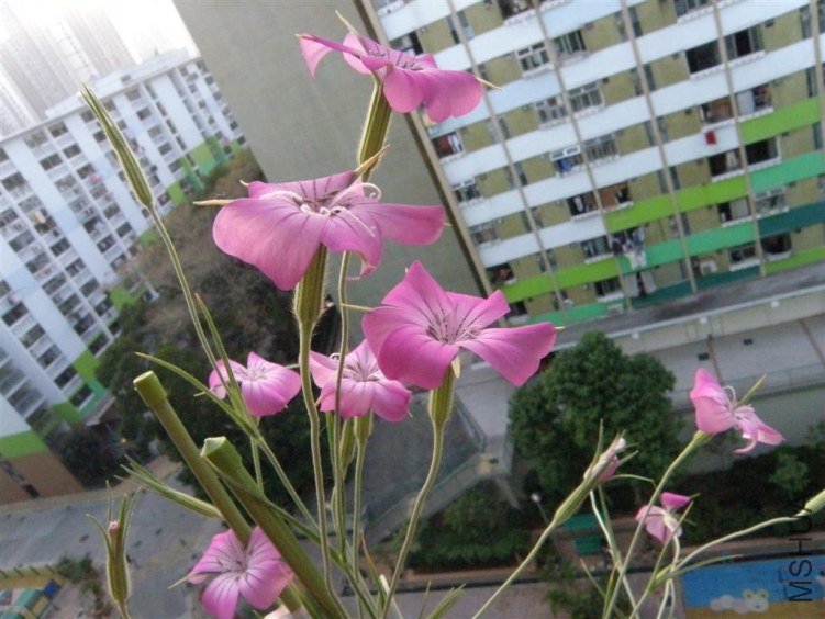 P3160884.JPG