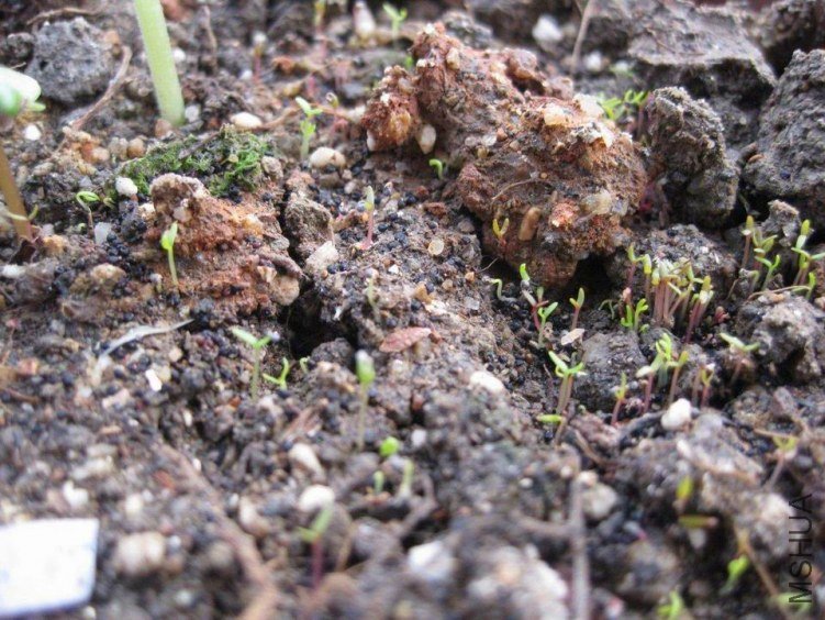 ������С ����.JPG