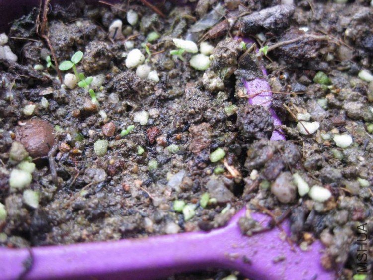 ������С ��.JPG