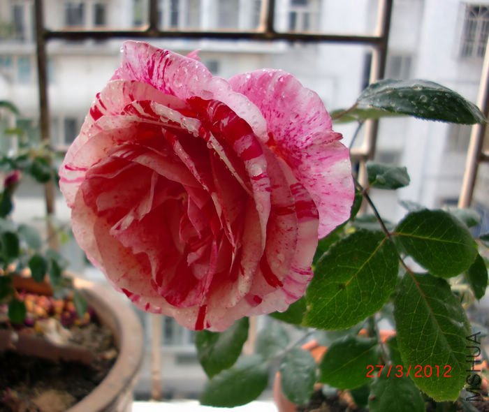 nEO_IMG_CIMG5318.jpg