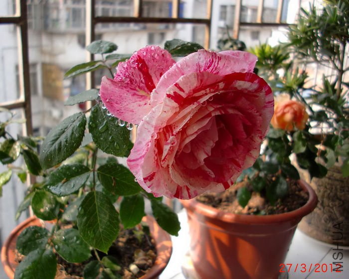 nEO_IMG_CIMG5331.jpg