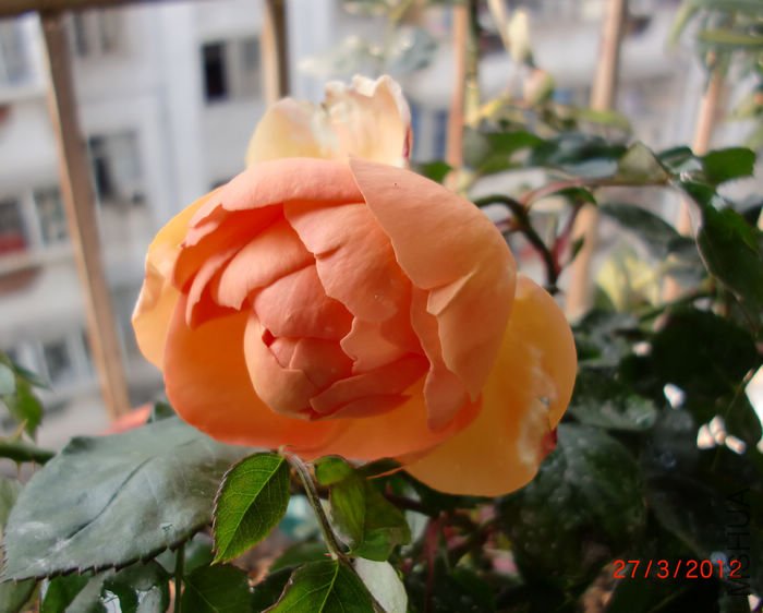 nEO_IMG_CIMG5320.jpg