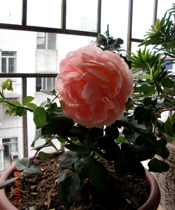 nEO_IMG_CIMG5385.jpg