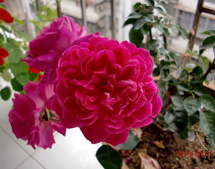 nEO_IMG_CIMG5310.jpg
