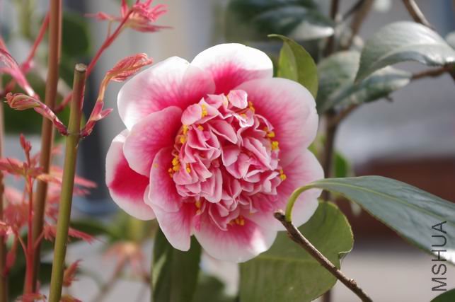 ������С IMGP0347.JPG