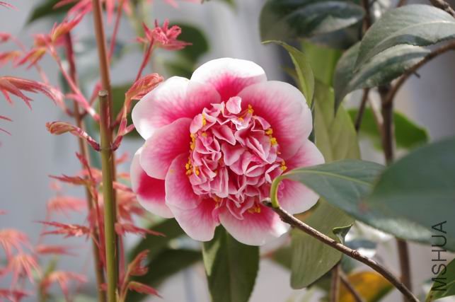 ������С IMGP0349.JPG