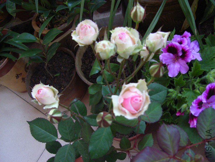 g0027_����.jpg