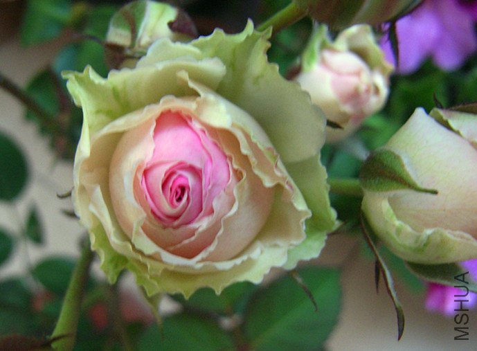 RIMG0026_����.jpg