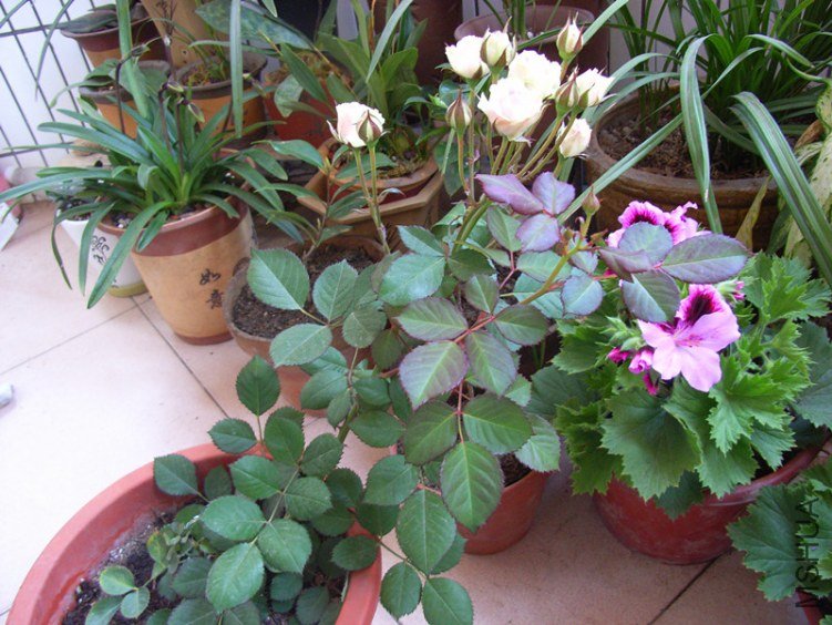 RIMG0028_����.jpg