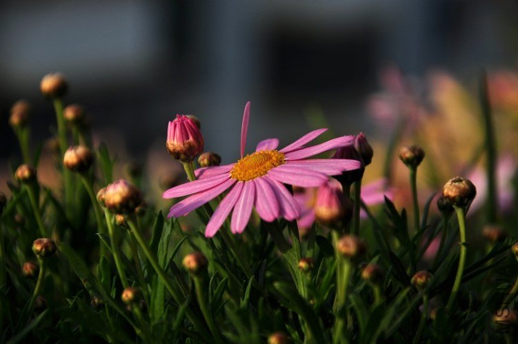 DSC_2251.jpg
