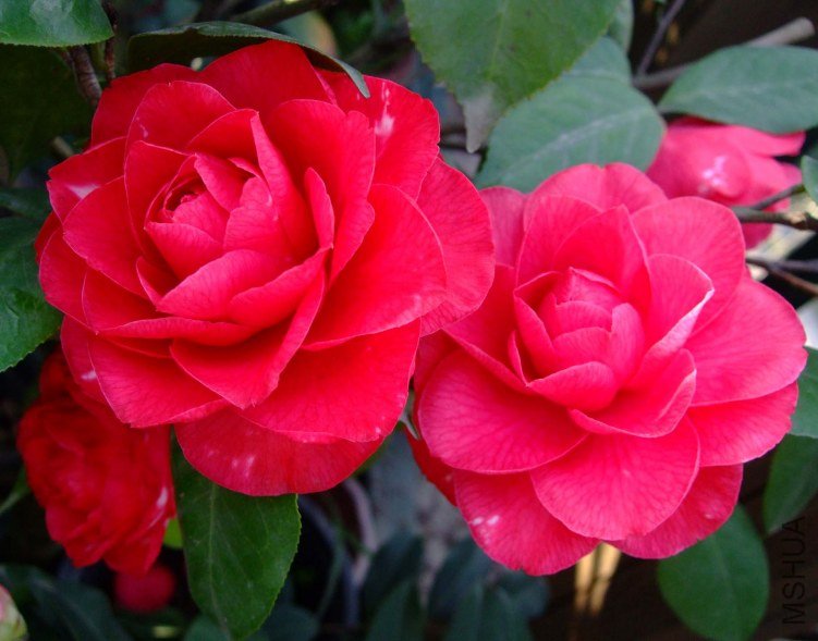 ���� 2012-3-31f 019.jpg