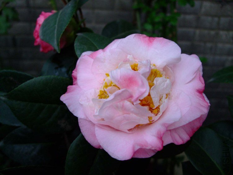 ���µ���� 2012-3-31f 070.jpg
