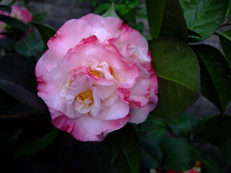 ���µ���� 2012-3-31f 072.jpg