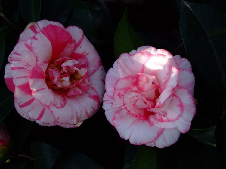 ���ѻ� 2012-3-31f 036.jpg