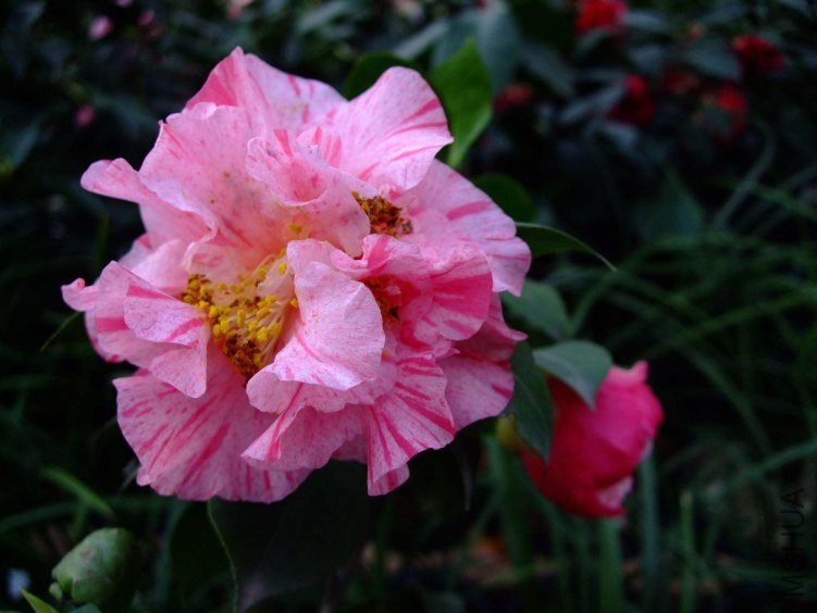 ���� 2012-3-31f 059.jpg