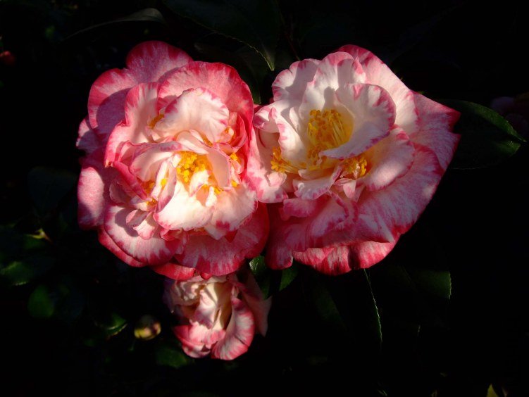���ʴ� 2012-3-31f 021.jpg