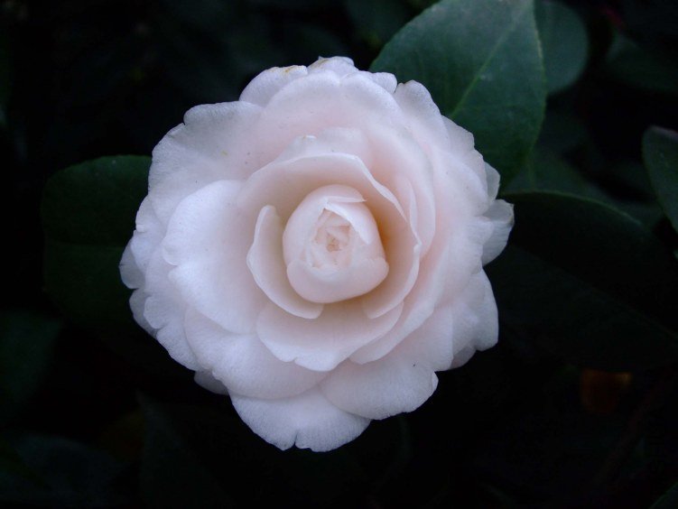 Ů��� 2012-3-31f 022.jpg