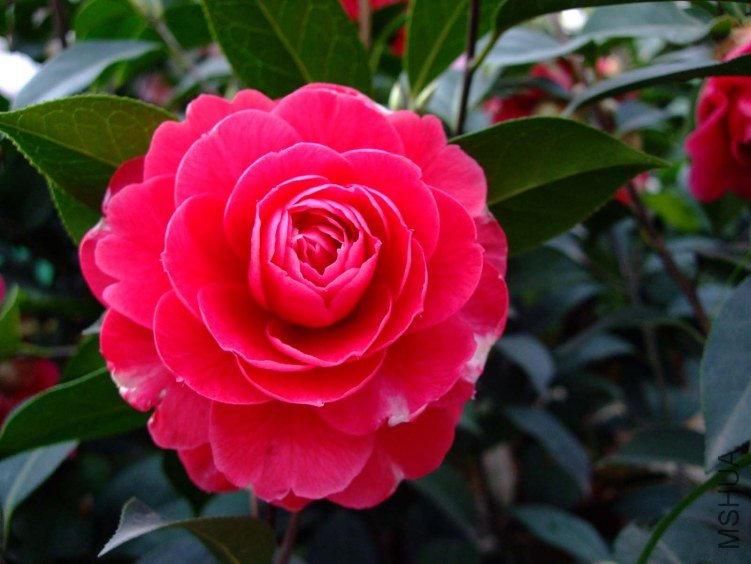 ��˹ͨ 2012-3-31f 068.jpg
